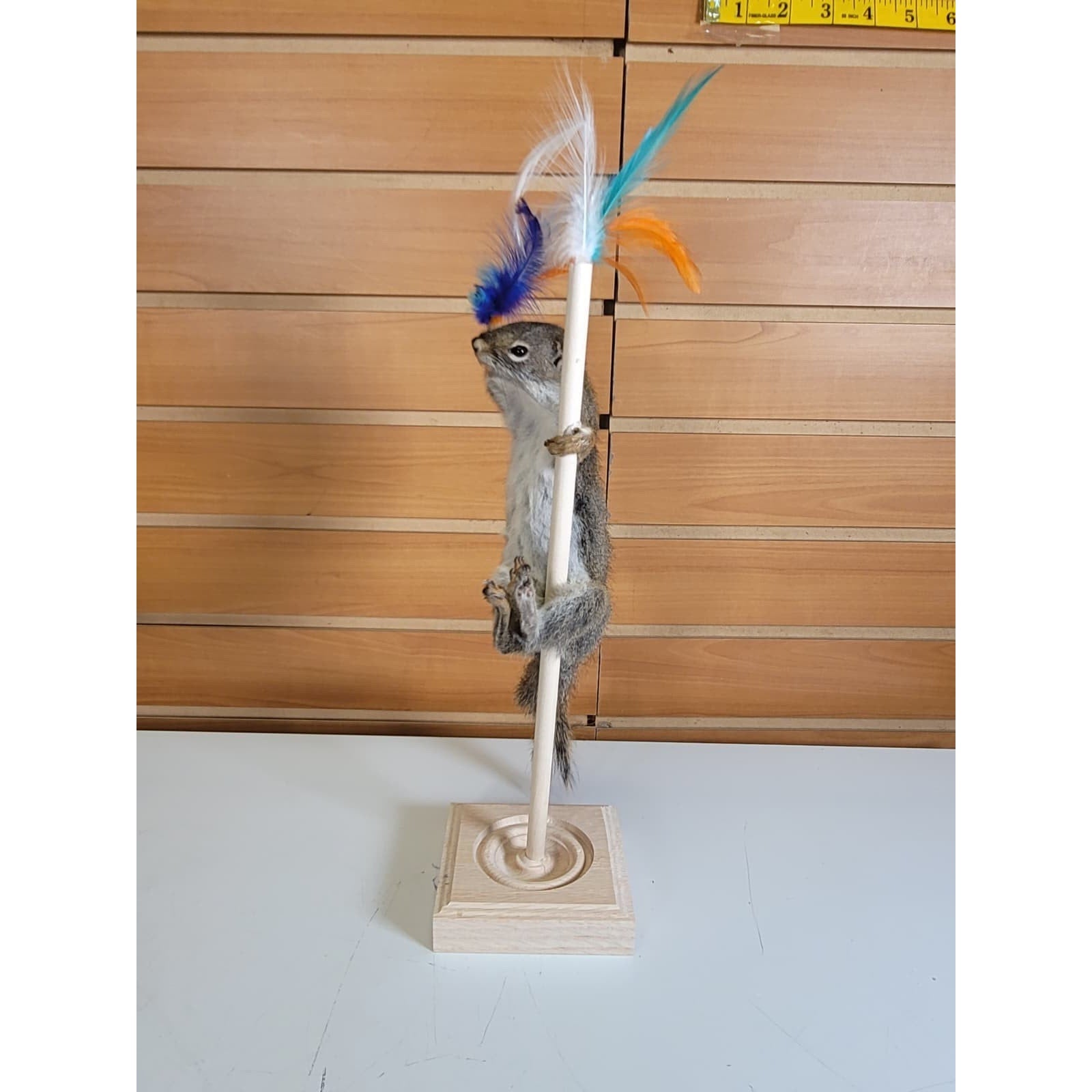 FHSQ311 - Stripping American Red Squirrel Taxidermy Mount