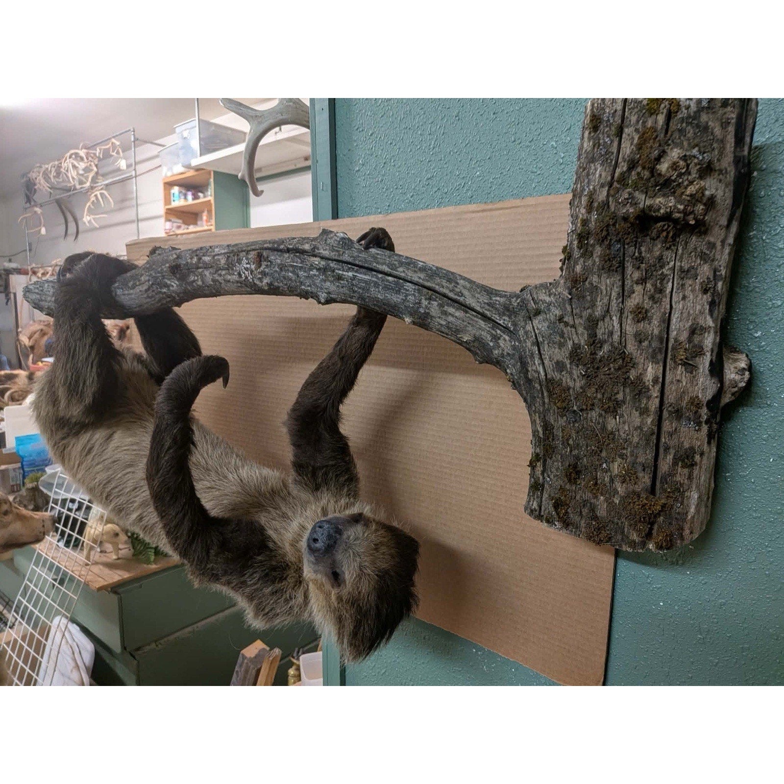 FHPAT158 - New Adult Sloth Taxidermy Mount Full Body