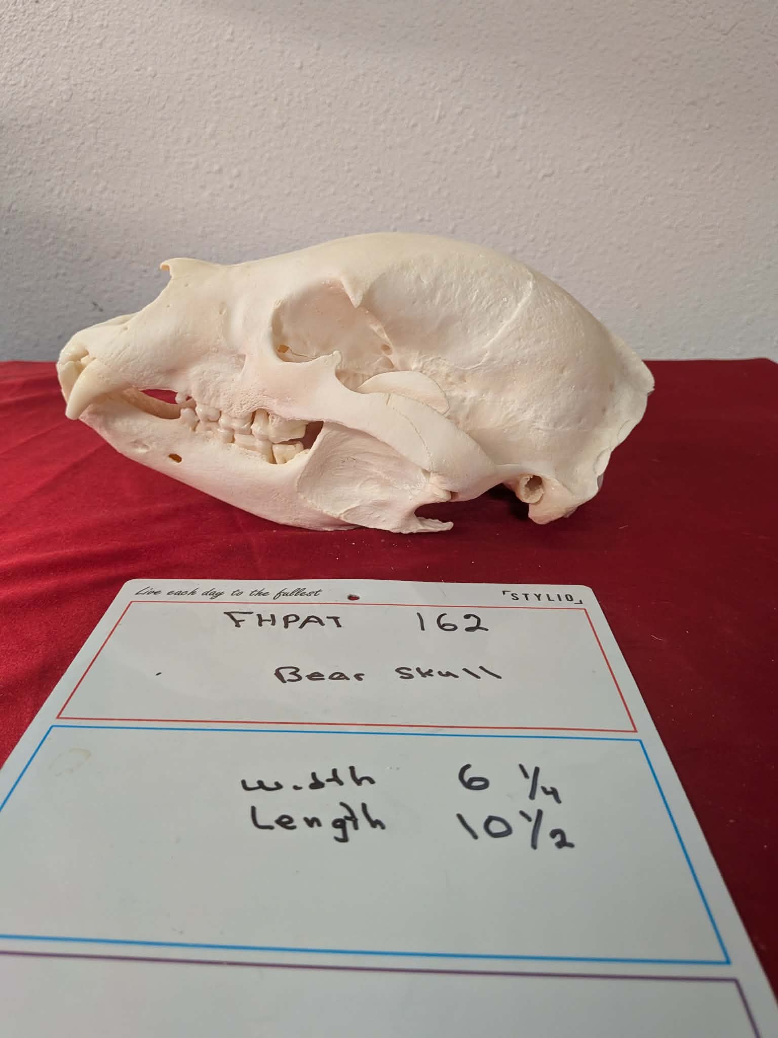 FHPAT162 -professionally cleaned black bear skull