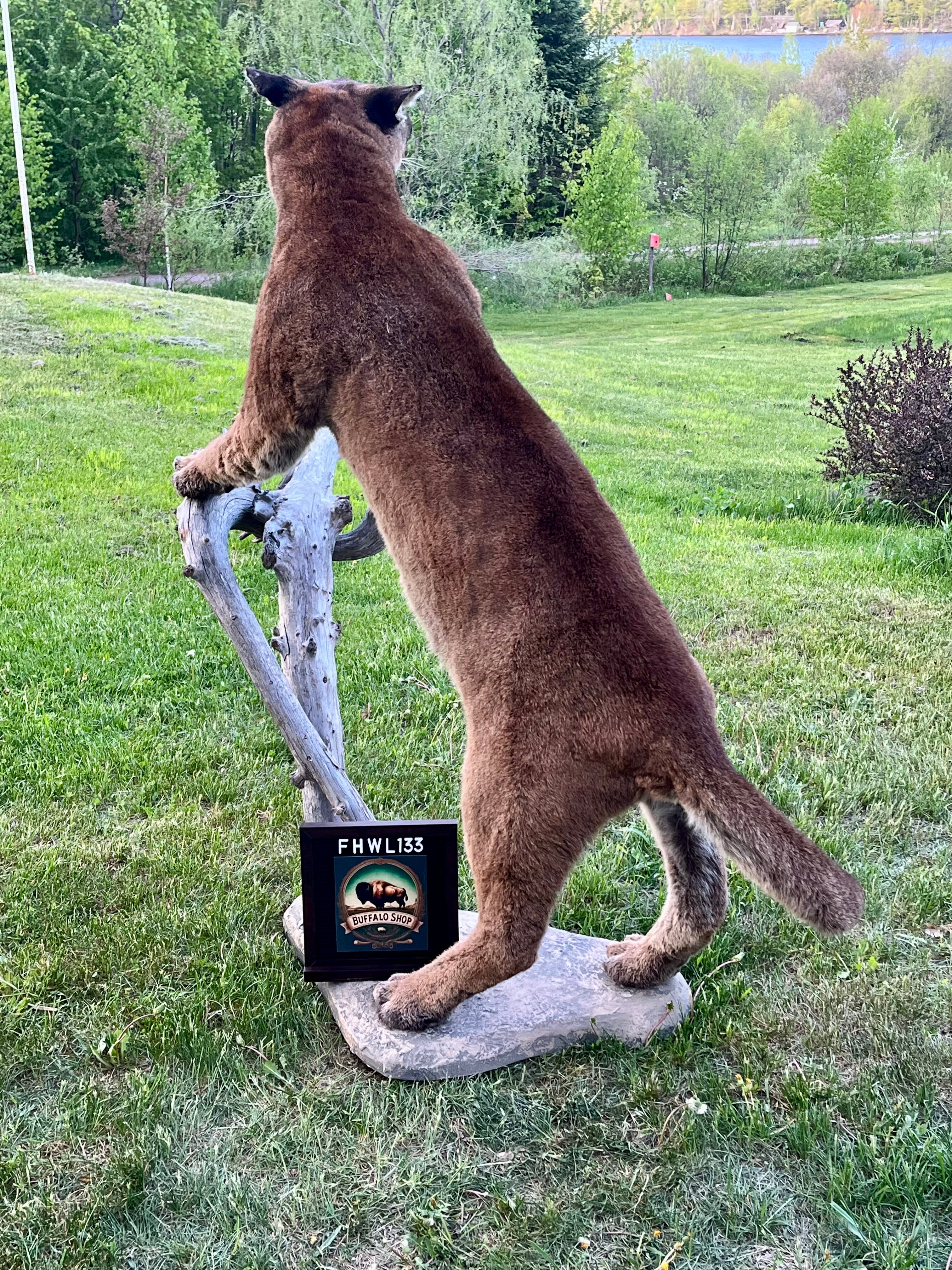 FHWL133 - massive Cougar aggressive Lifesize Taxidermy Mount