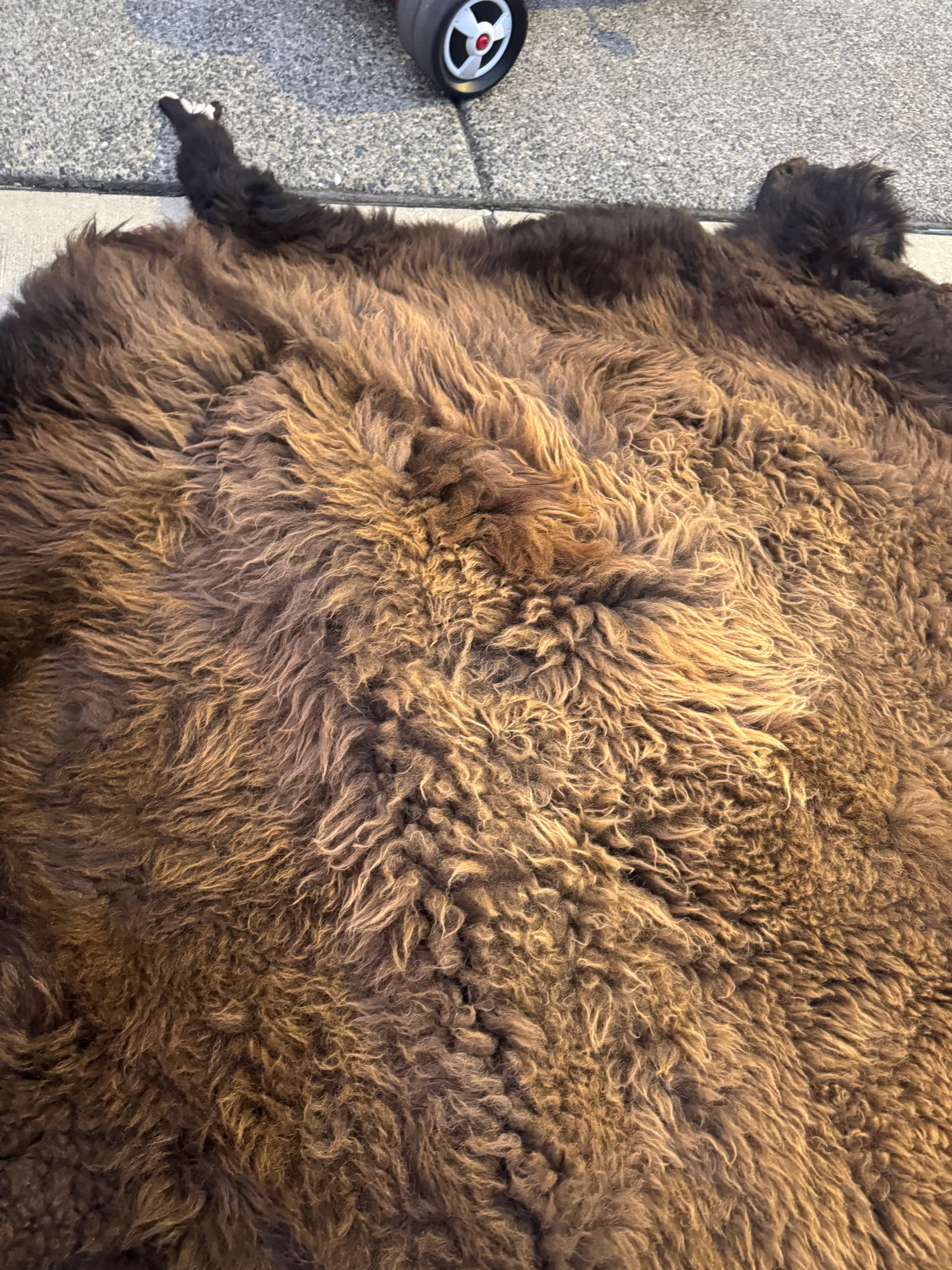 FHWA556 - XXL premium Prime Real Buffalo / Bison Fresh Taxidermy Rug Hide