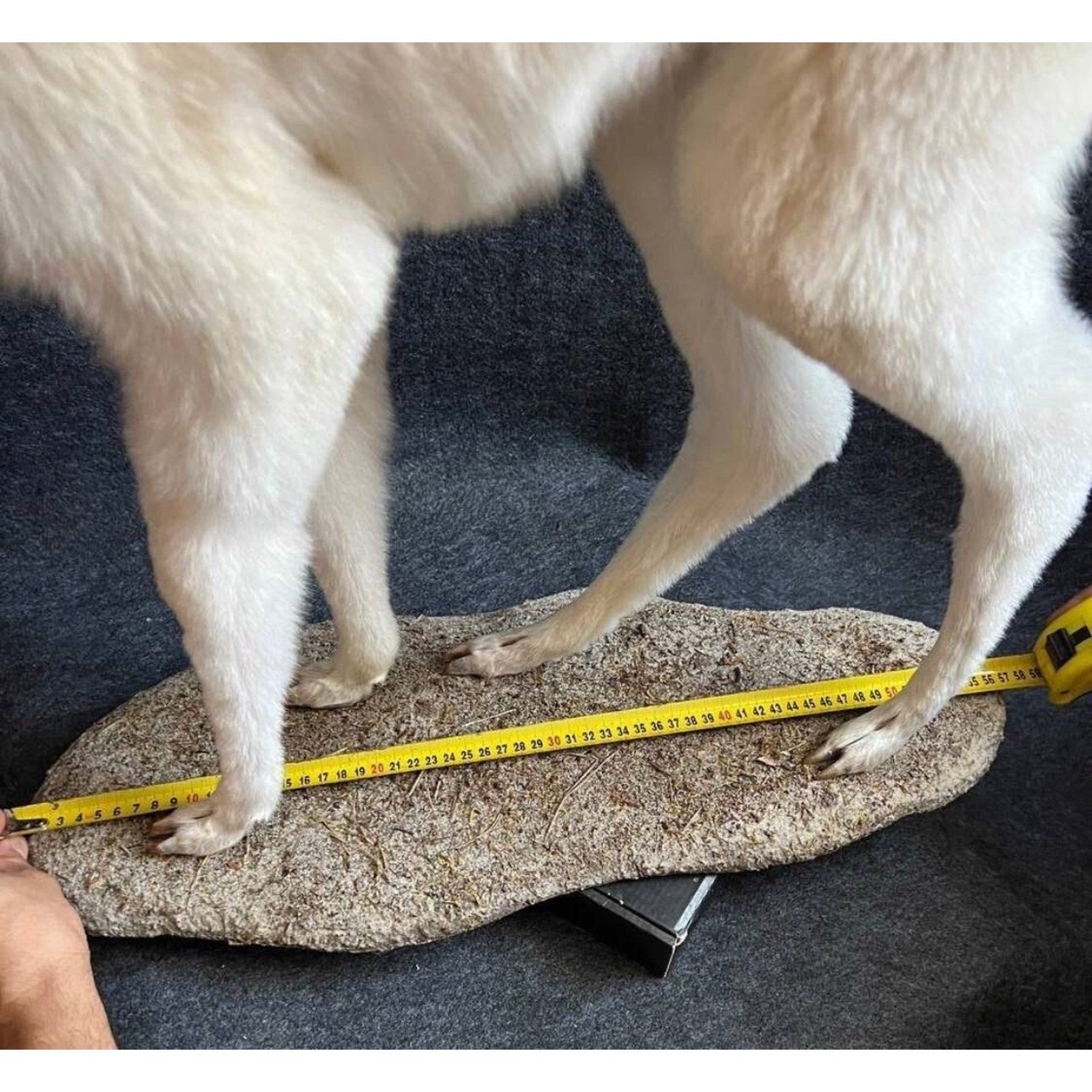 FHCM5 - Museum Quality Baby Llama Taxidermy Full Body Mount Lifesize