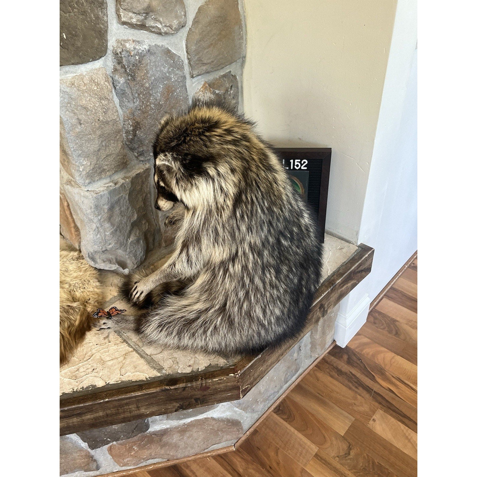 FHWL152 - Fat Raccoon Taxidermy Mount