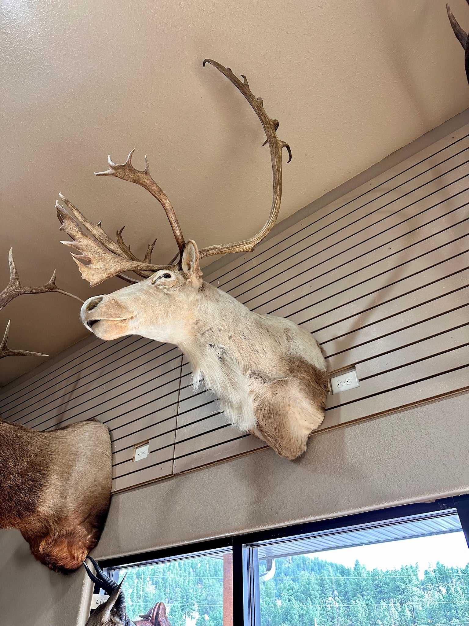 FH193- Caribou taxidermy shoulder mount.