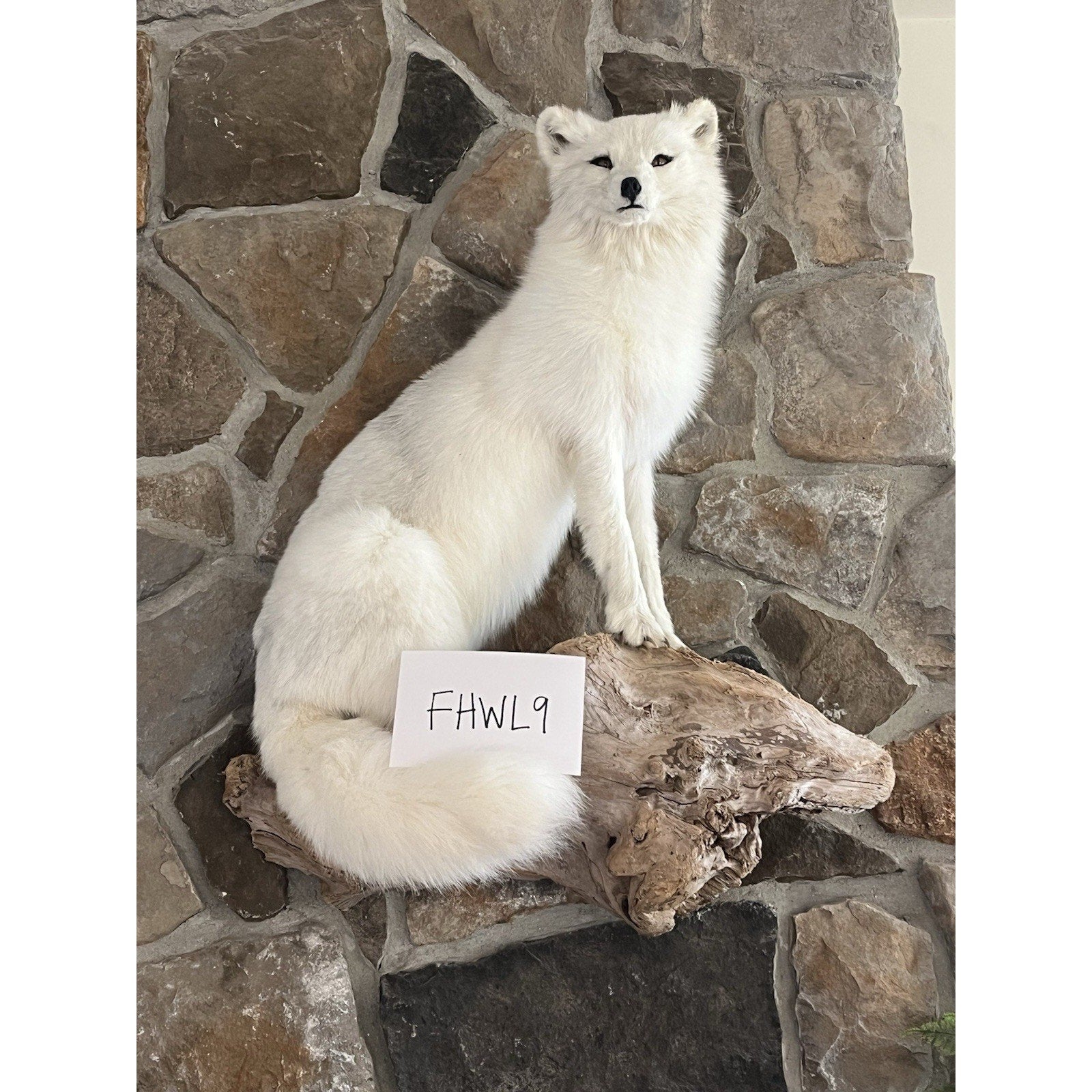 FHWL9 - Museum Quality White Fox Taxidermy Full Body Mount