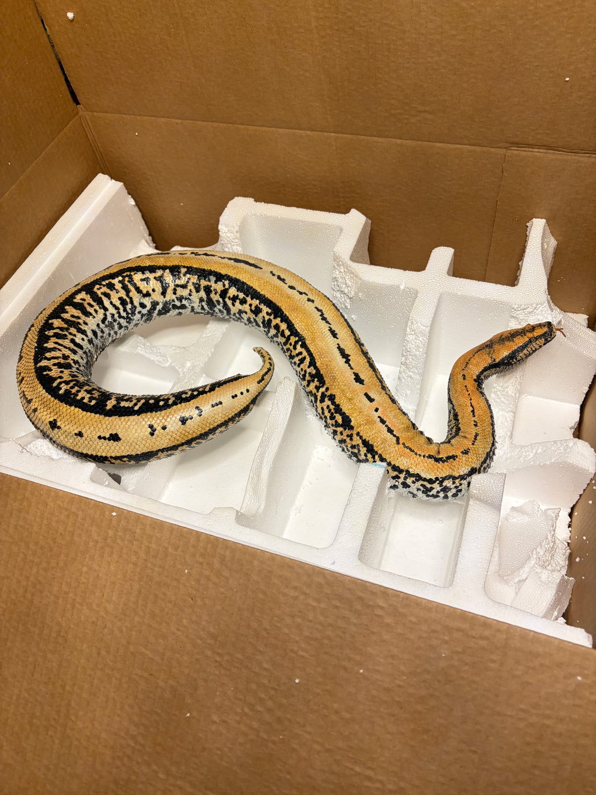 FHRBB07 - Taxidermy Sumatron blood python piebald snake