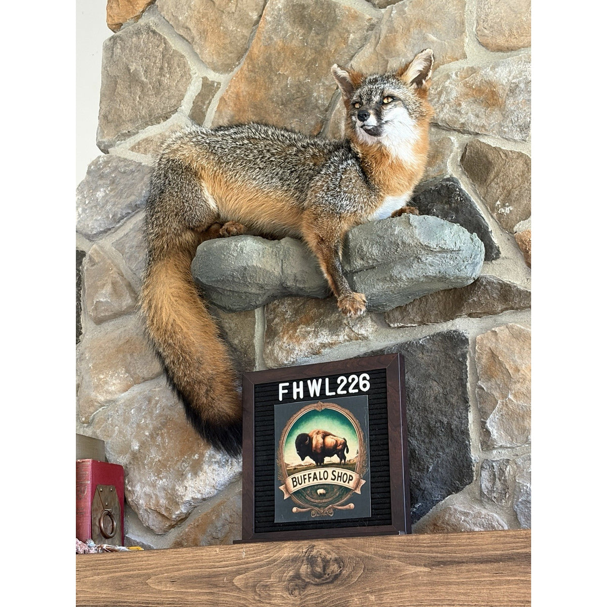 FHWL226 - Grey Fox Taxidermy Full Body Mount Cabin Camp Man Cave