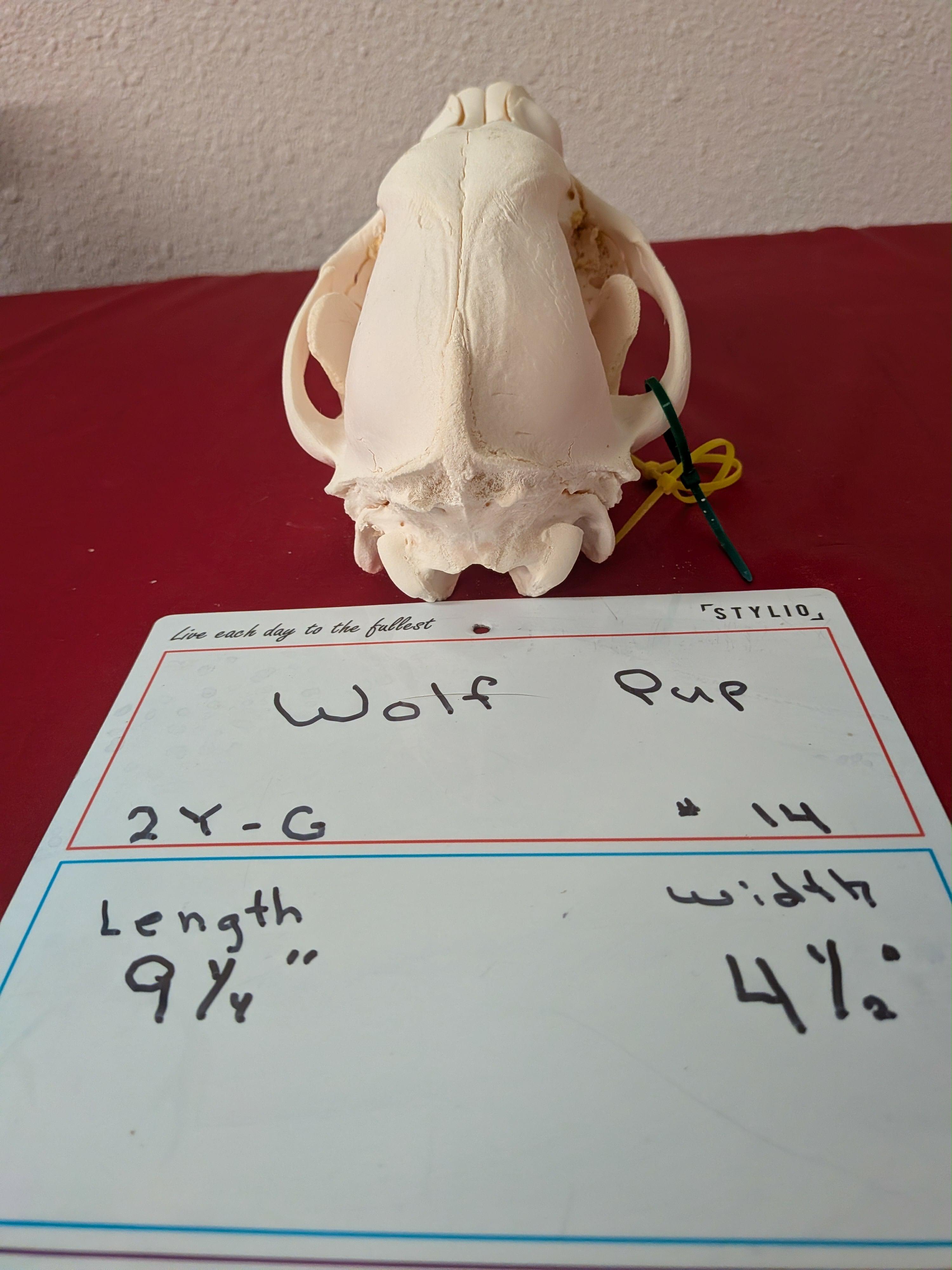 FHSUZW14 - Wolf Pup Skull taxidermy