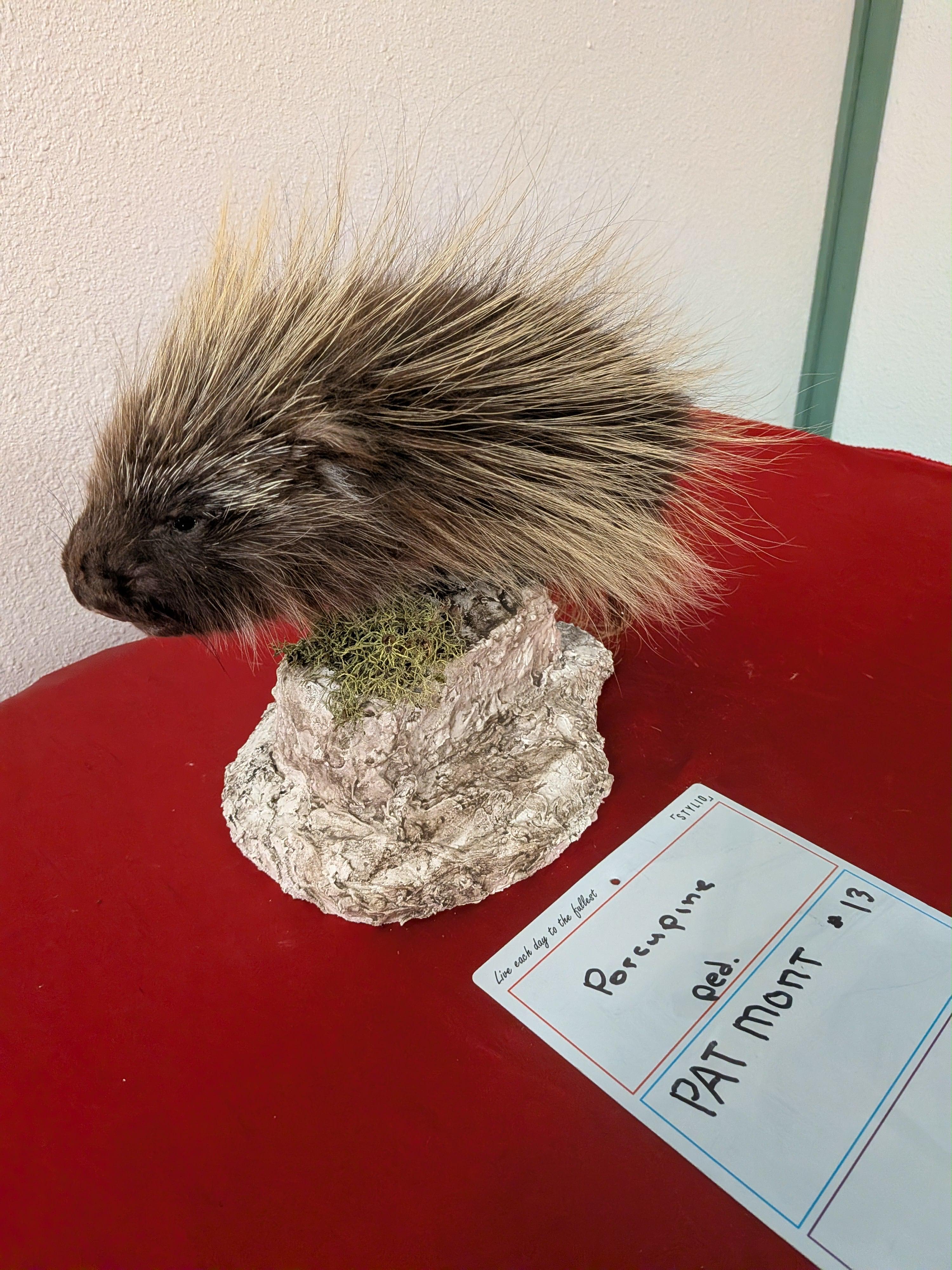 FHPAT13- Beautiful Montana Prime Winter Porcupine Shoulder Taxidermy Mount