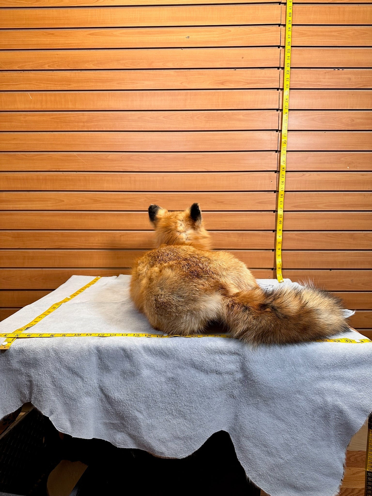 FHFOX13-Red Fox Taxidermy Full Body Mount Prime Fur