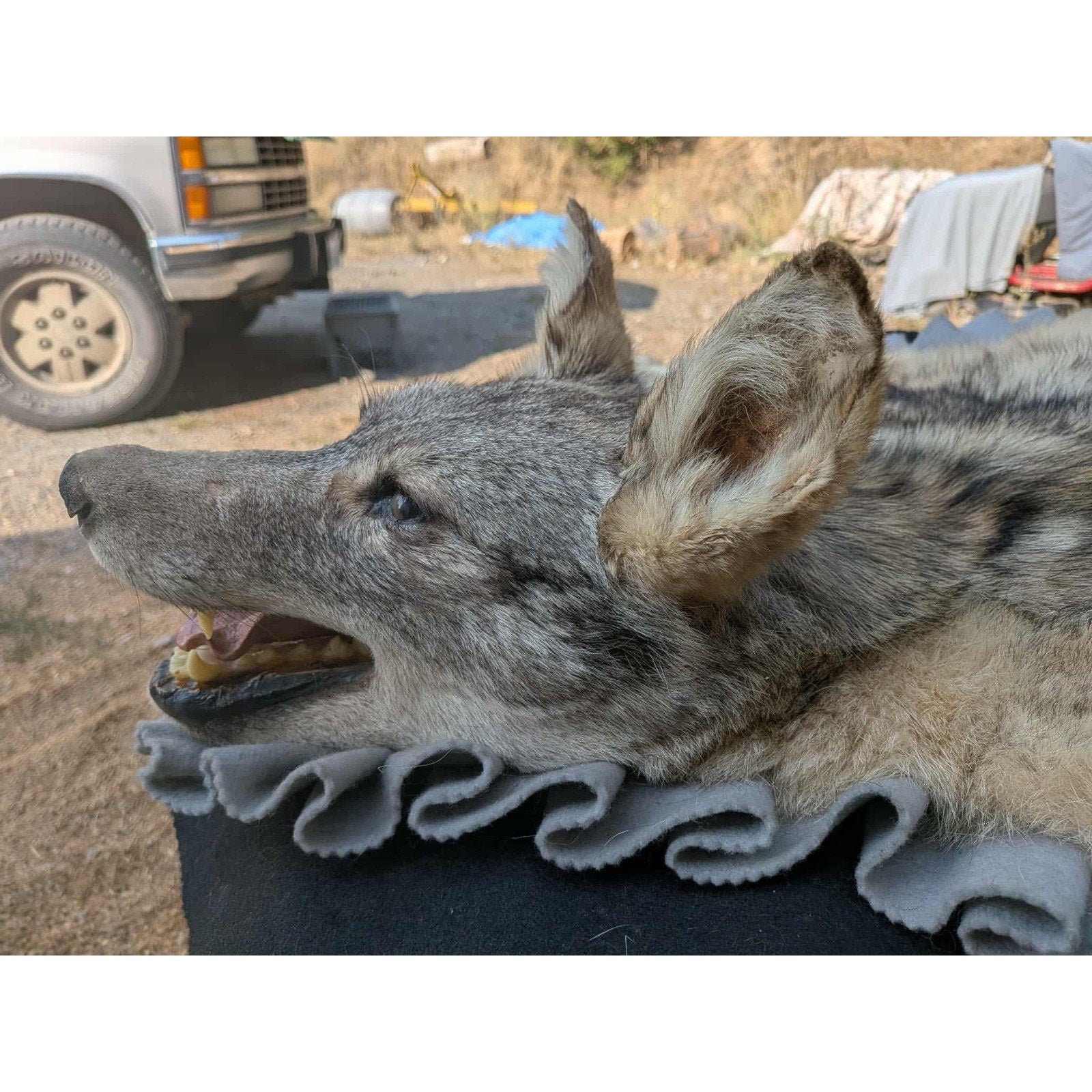 FHPAT122 - Vintage Coyote Rug or WALL Taxidermy Mount