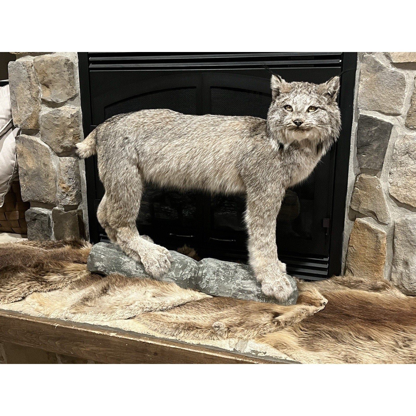 FHWL24 - Alaskan Lynx Taxidermy Full Body Mount Prime Fur