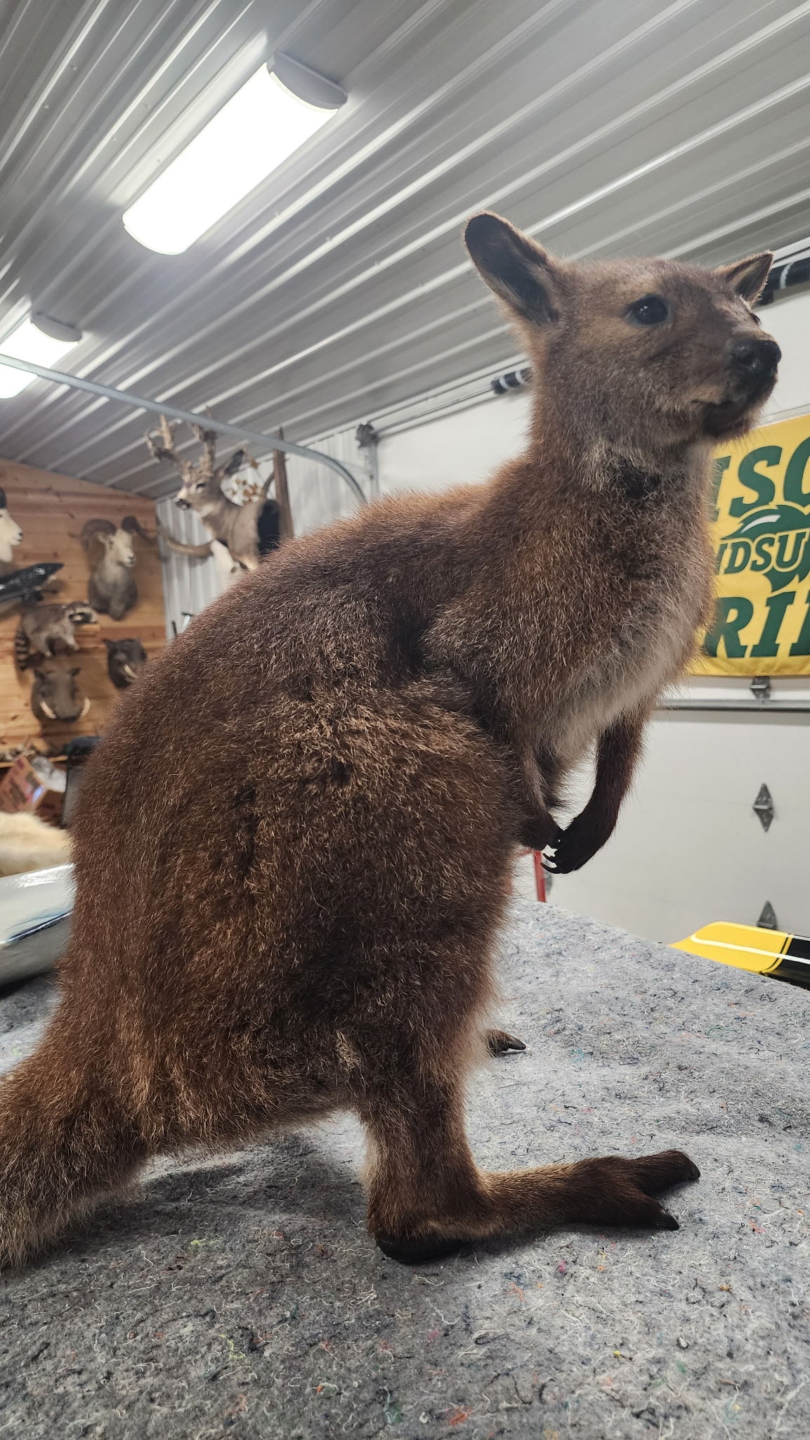 FHBRAD3 - wallaby Kangaroo Taxidermy Mount