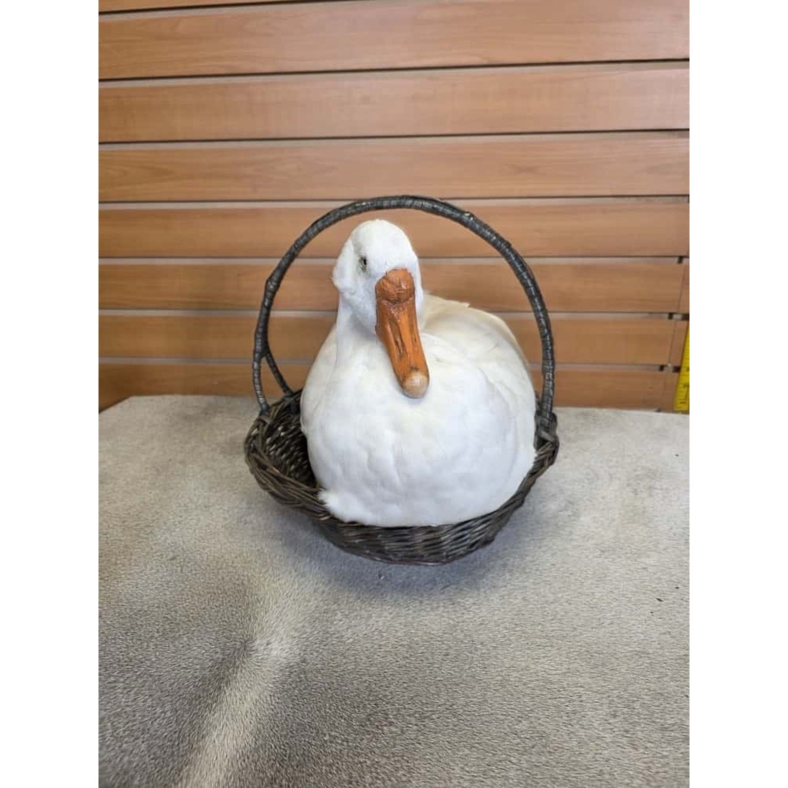 FHCM23 - farm raised Chinese goose Taxidermy Mount