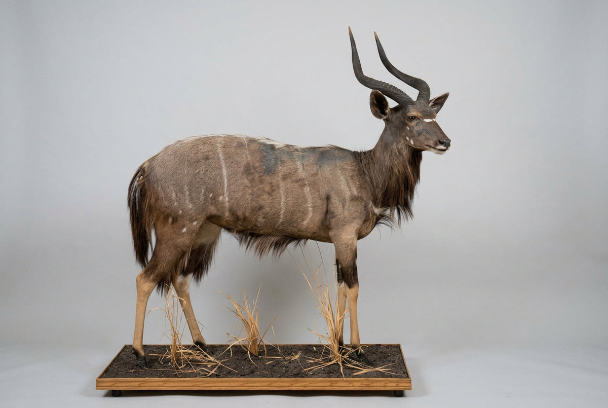 Fh31S - FAfrican Nyala Full Body Taxidermy Mount