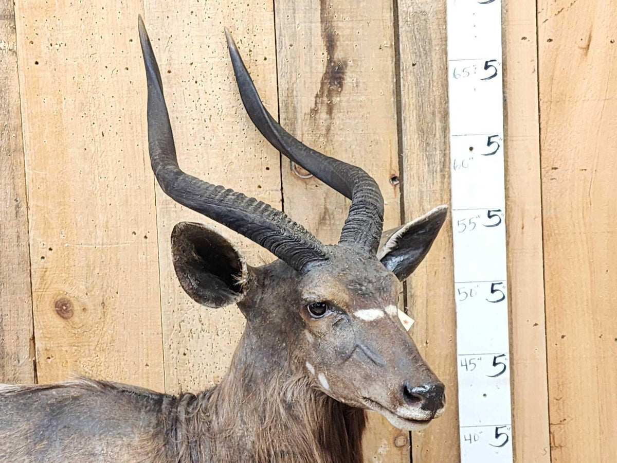 Fh31S - FAfrican Nyala Full Body Taxidermy Mount