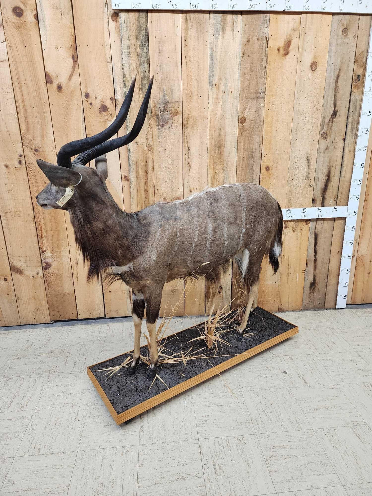 Fh31S - FAfrican Nyala Full Body Taxidermy Mount