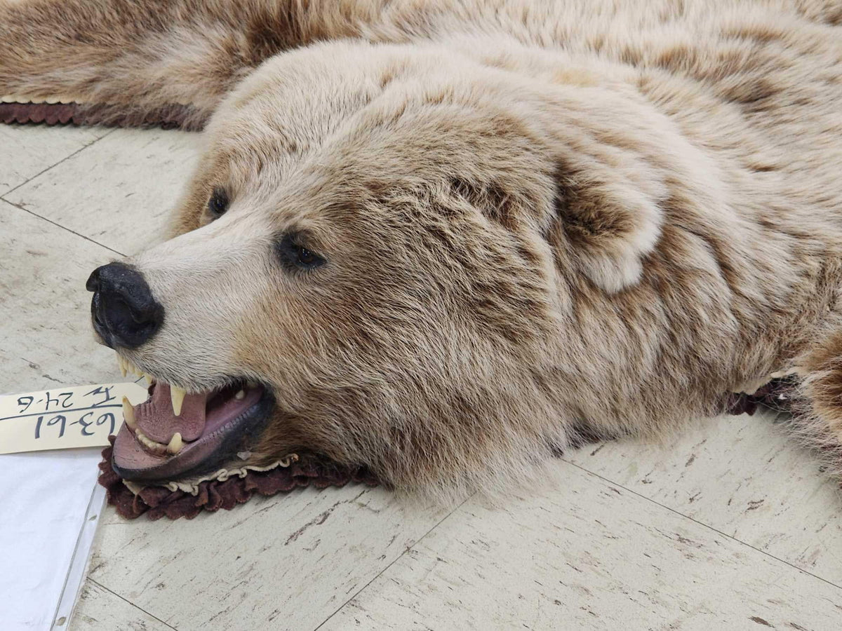FH24G- Blonde Phase Russian Brown Bear Rug Taxidermy