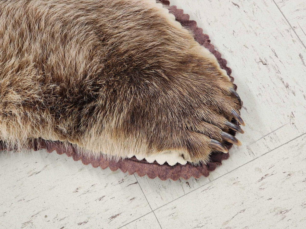 FH24G- Blonde Phase Russian Brown Bear Rug Taxidermy