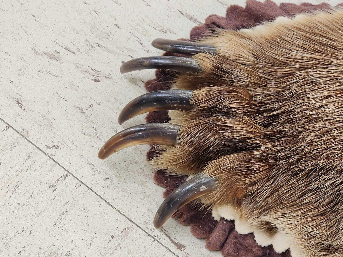 FH24G- Blonde Phase Russian Brown Bear Rug Taxidermy