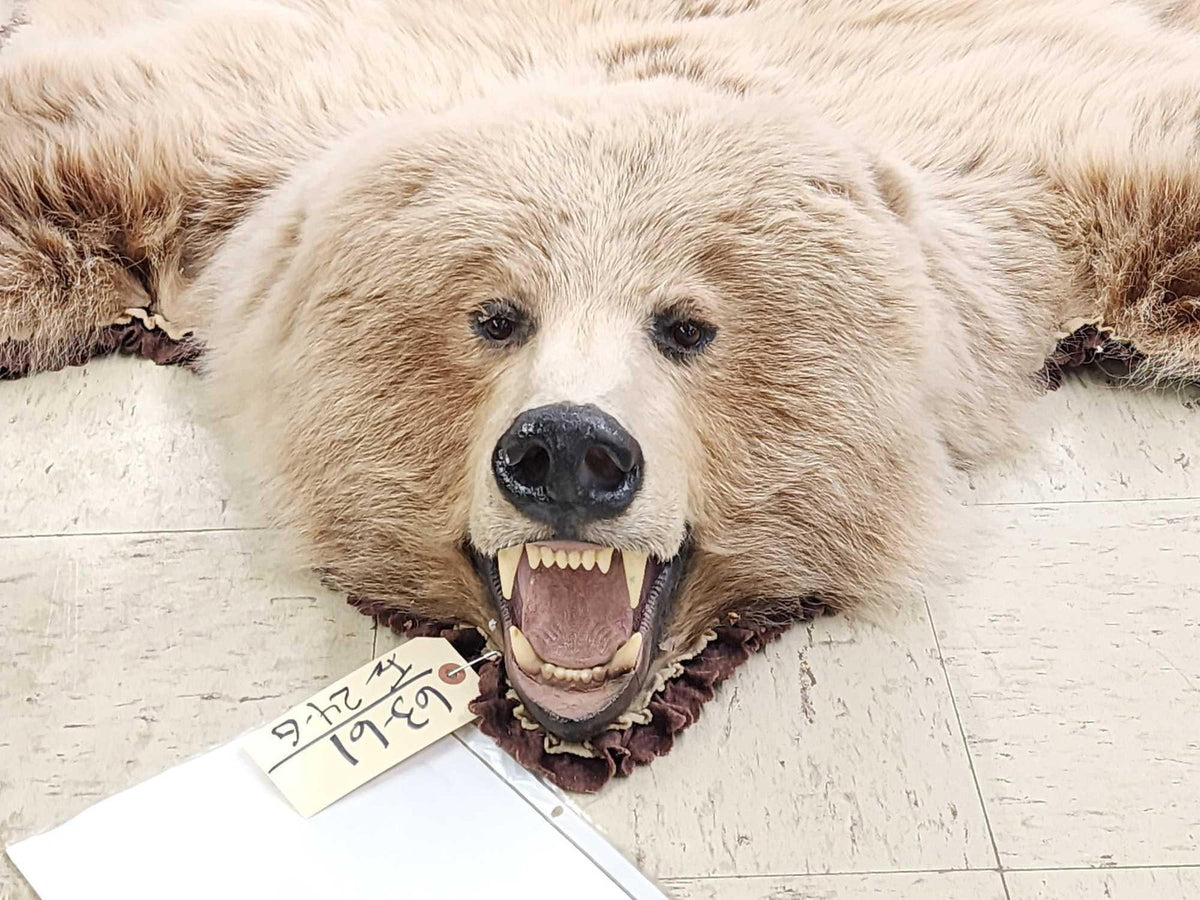 FH24G- Blonde Phase Russian Brown Bear Rug Taxidermy
