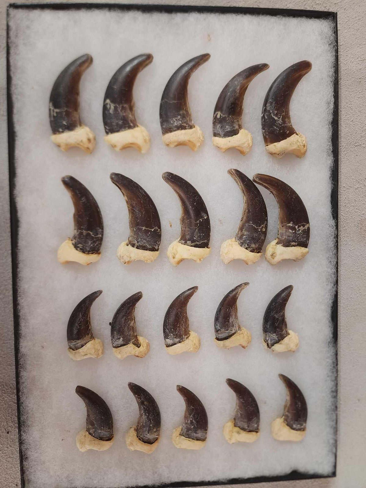 FH29 - Complete Set Of 20 Alaskan Brown Bear Claws Taxidermy