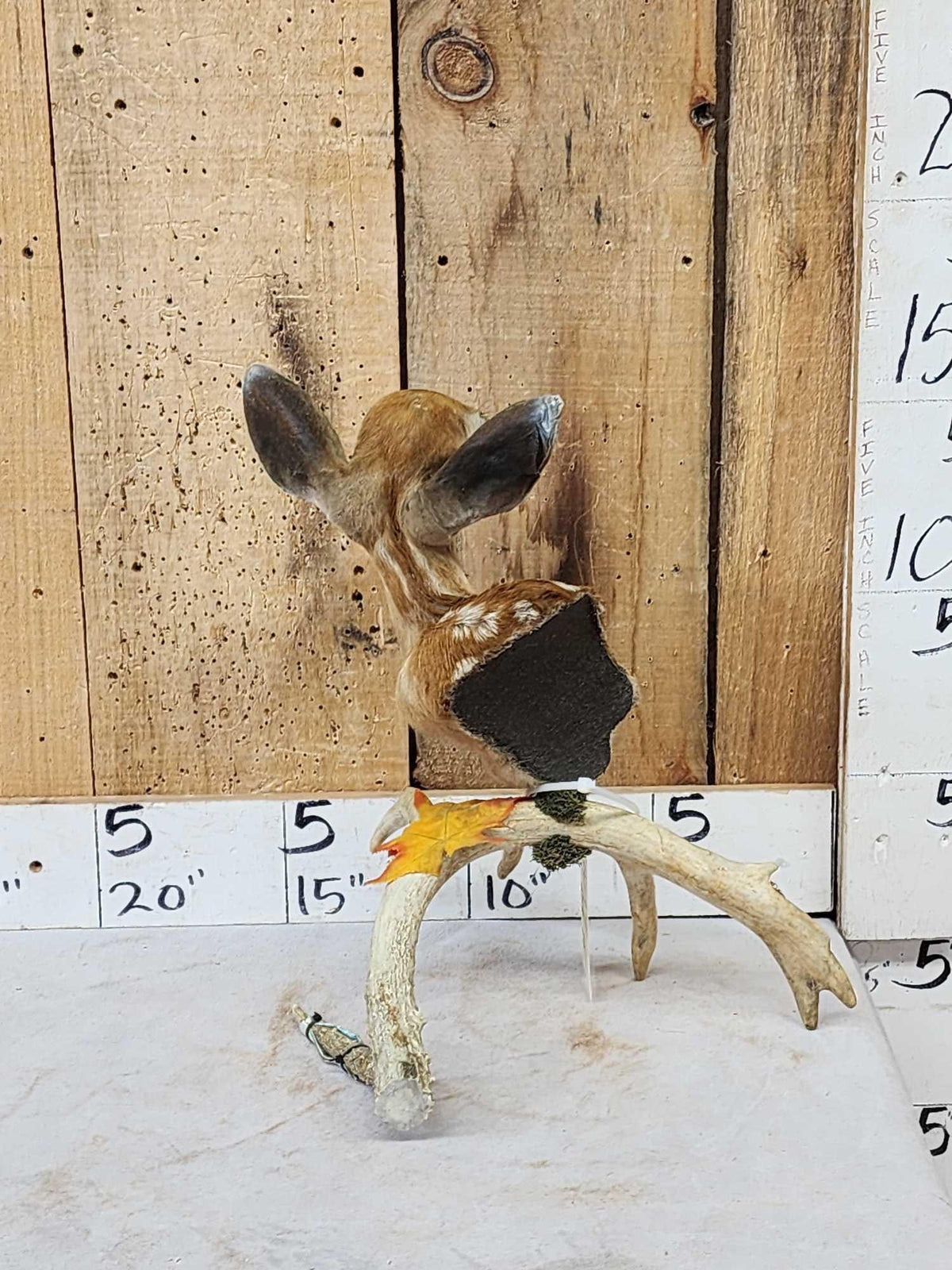 FH29A - Whitetail Fawn Table Top Pedestal Taxidermy Mount