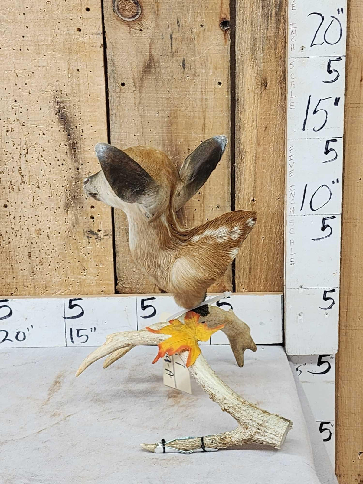 FH29A - Whitetail Fawn Table Top Pedestal Taxidermy Mount