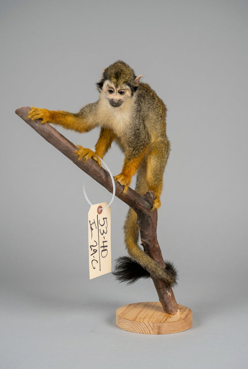FH29C - Squirrel Monkey Full Body Taxidermy Mount