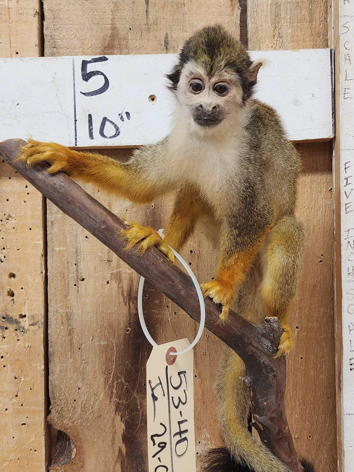 FH29C - Squirrel Monkey Full Body Taxidermy Mount