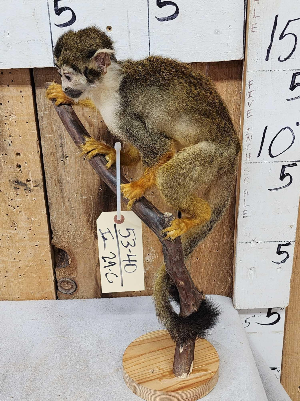 FH29C - Squirrel Monkey Full Body Taxidermy Mount