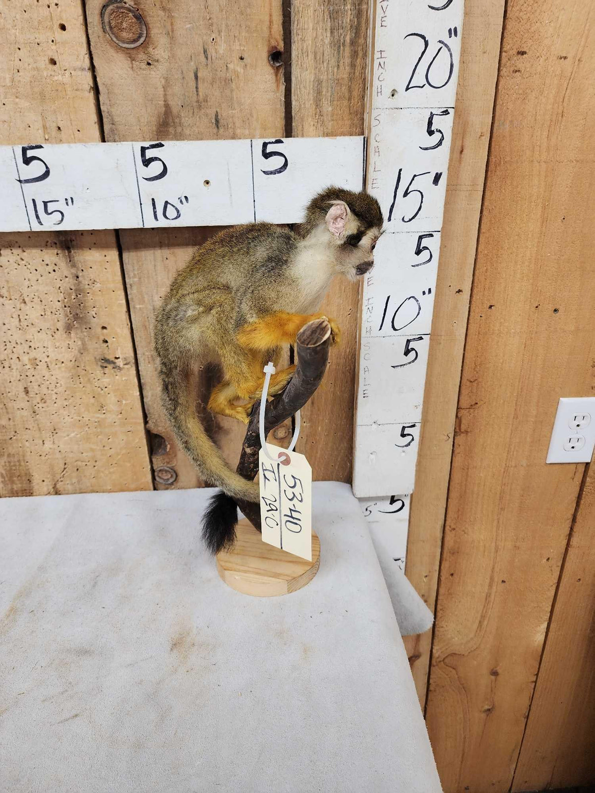 FH29C - Squirrel Monkey Full Body Taxidermy Mount