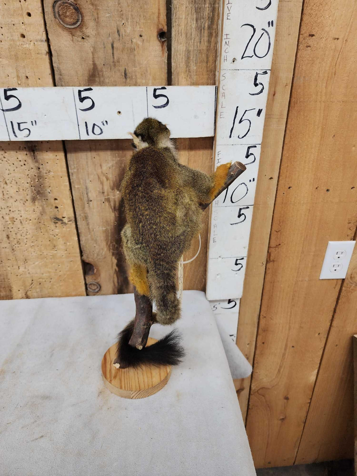 FH29C - Squirrel Monkey Full Body Taxidermy Mount