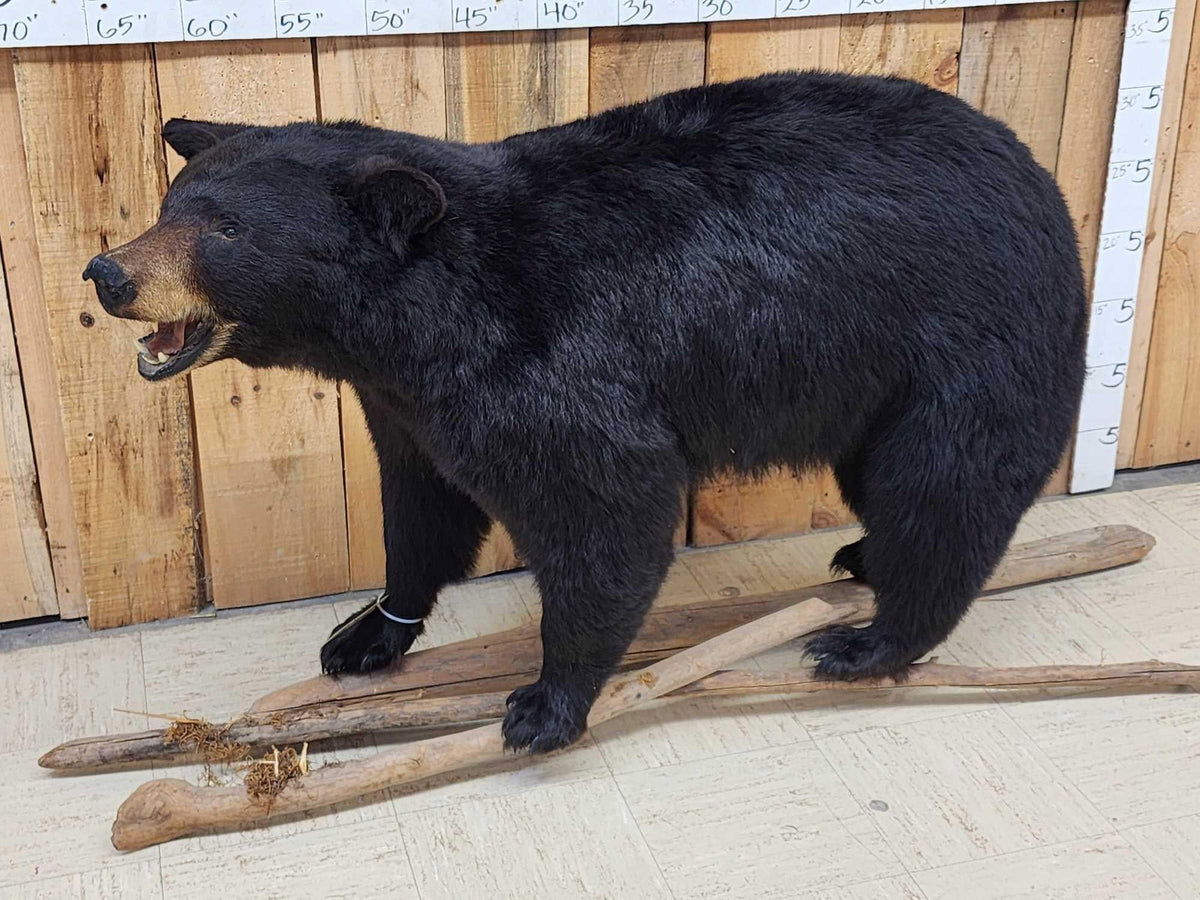 FH31B - FAT Black Bear Full Body Taxidermy Mount