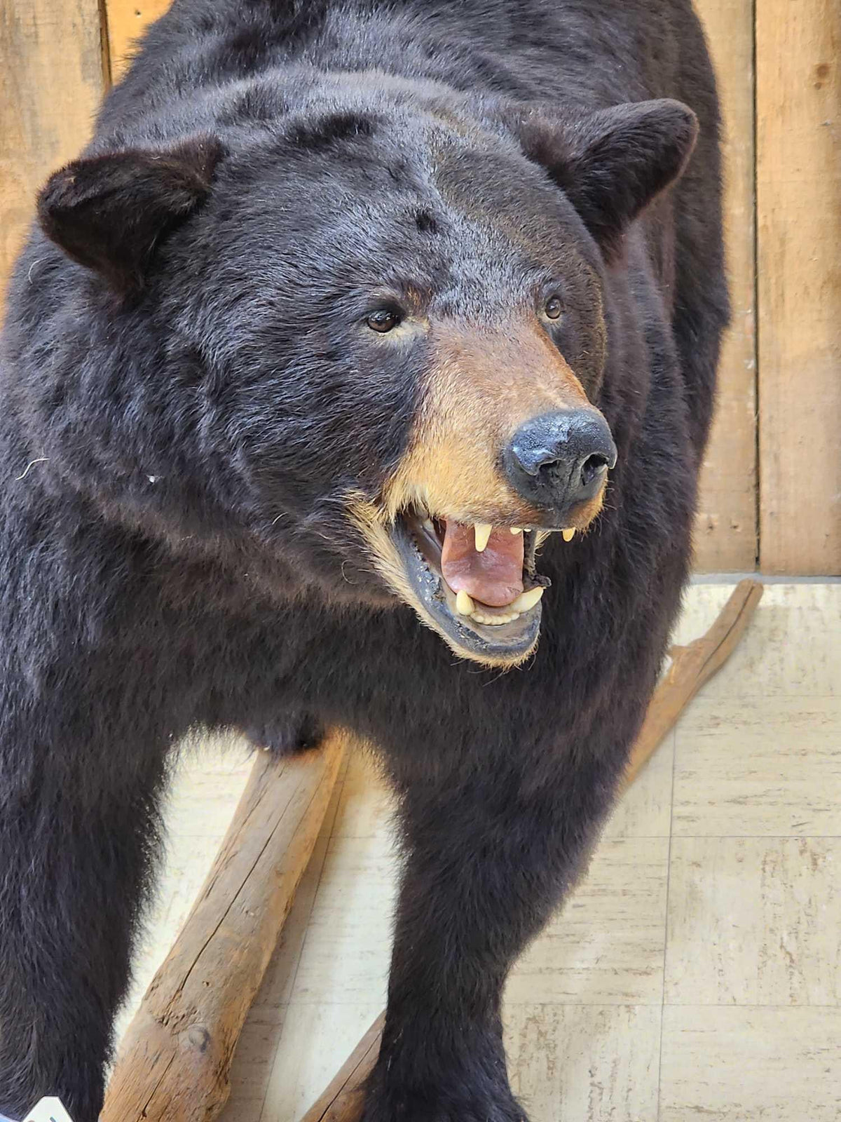 FH31B - FAT Black Bear Full Body Taxidermy Mount