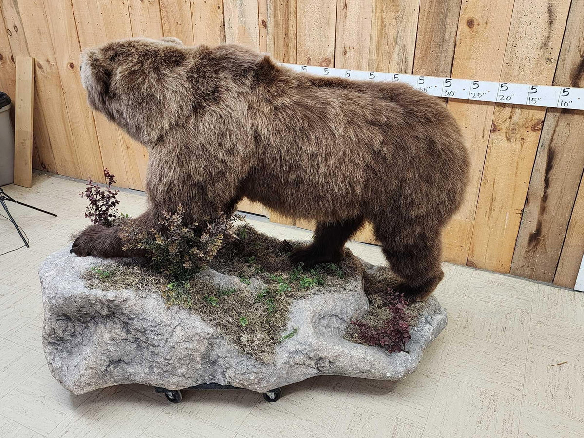 FH31D - NICE Alaskan Grizzly Bear Full Body Taxidermy Mount