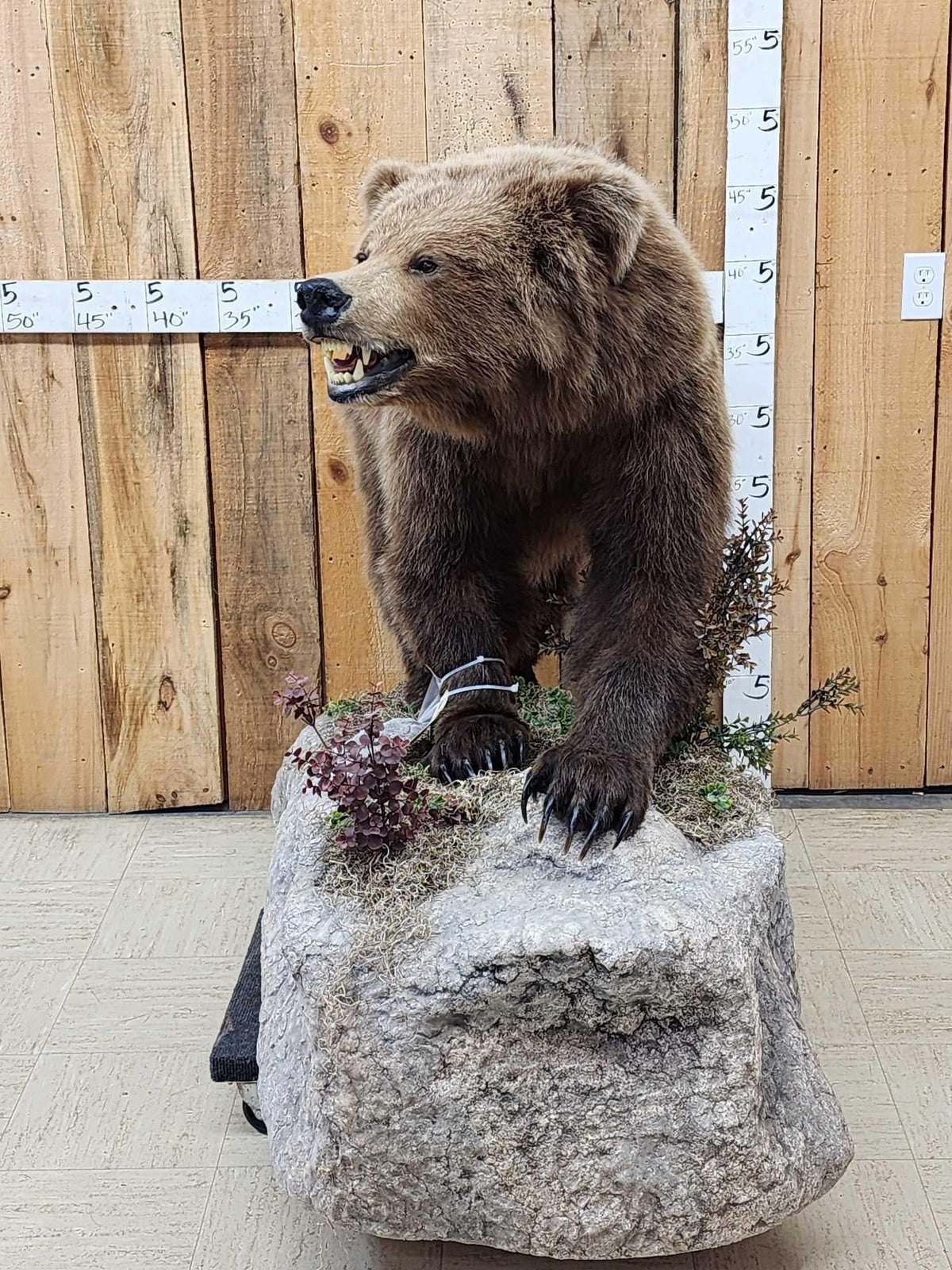 FH31D - NICE Alaskan Grizzly Bear Full Body Taxidermy Mount
