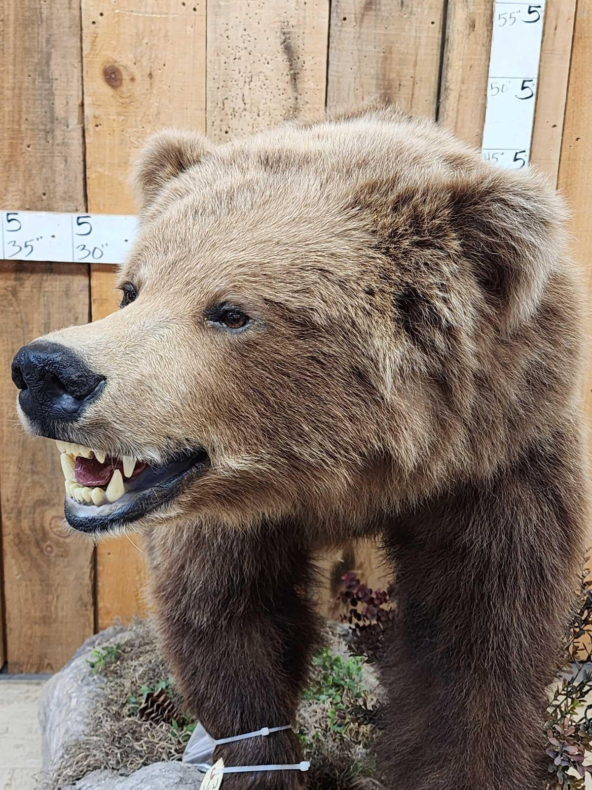 FH31D - NICE Alaskan Grizzly Bear Full Body Taxidermy Mount