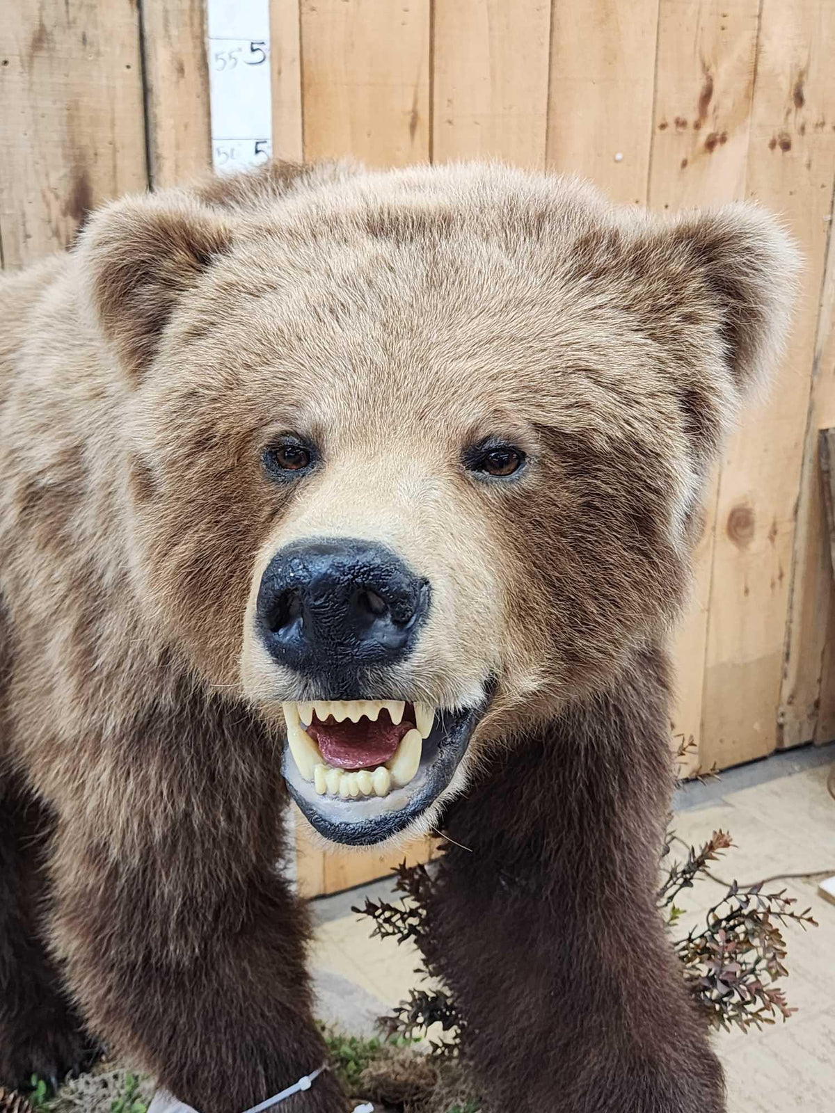 FH31D - NICE Alaskan Grizzly Bear Full Body Taxidermy Mount