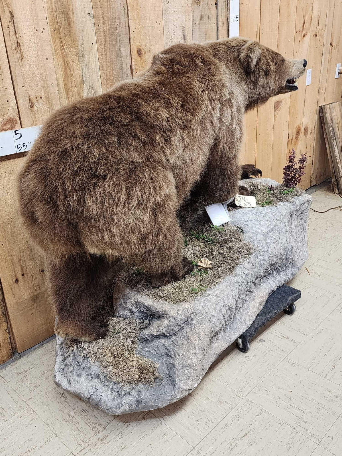 FH31D - NICE Alaskan Grizzly Bear Full Body Taxidermy Mount
