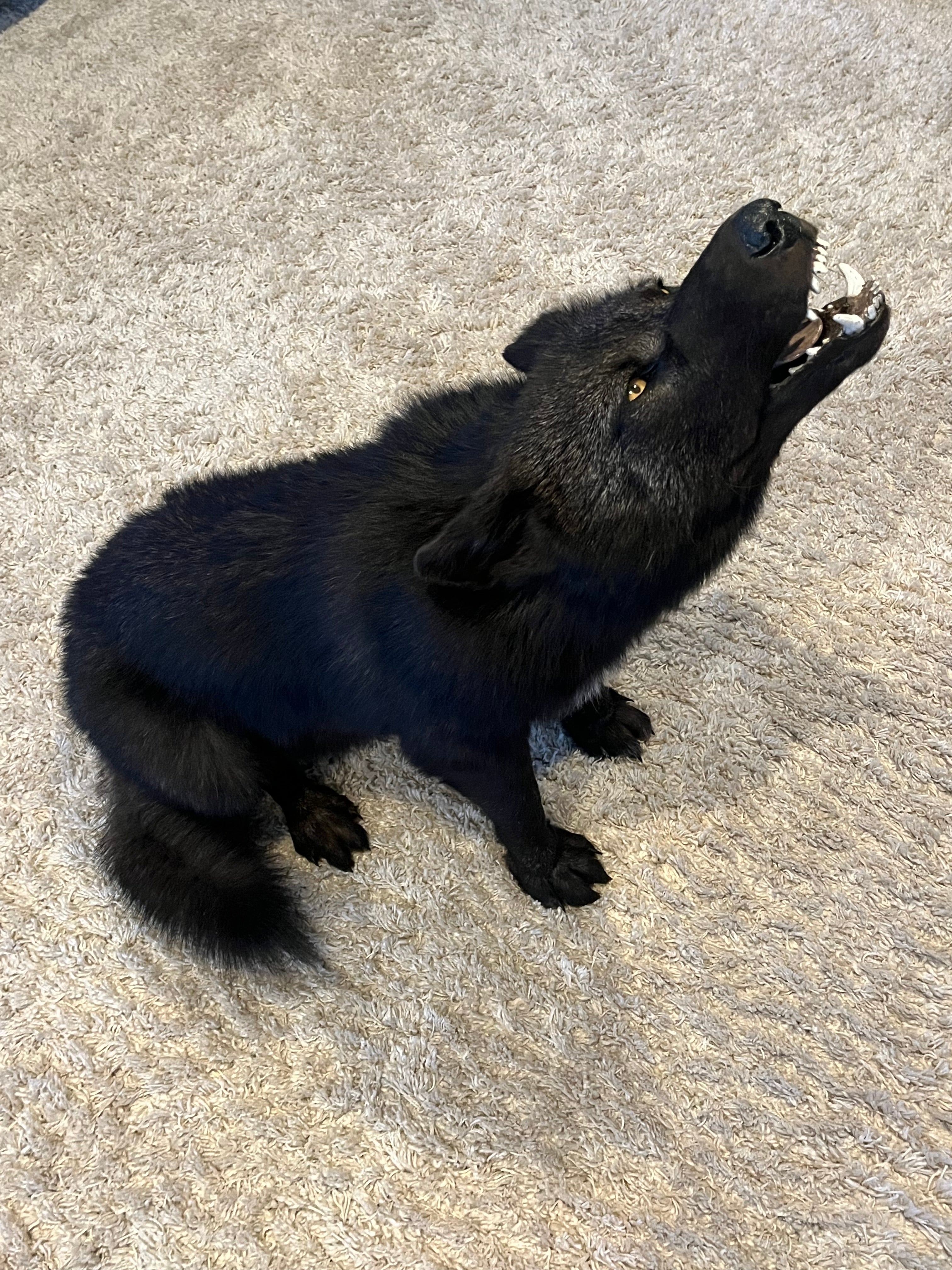 FHWL22- Rare Black Wolf Lifesize Taxidermy Mount