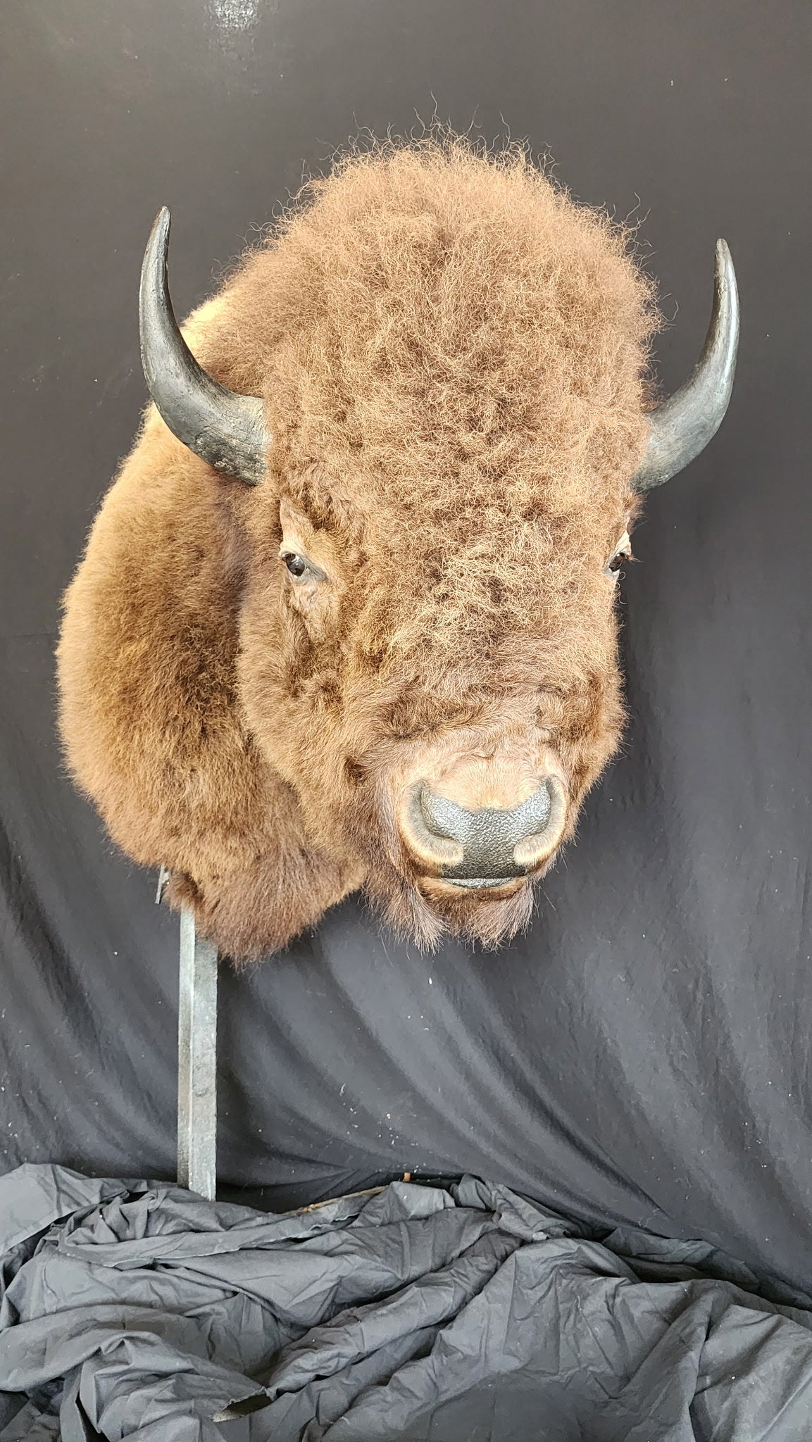 FHBRAD1 - XL Buffalo Taxidermy Shoulder mount Bull