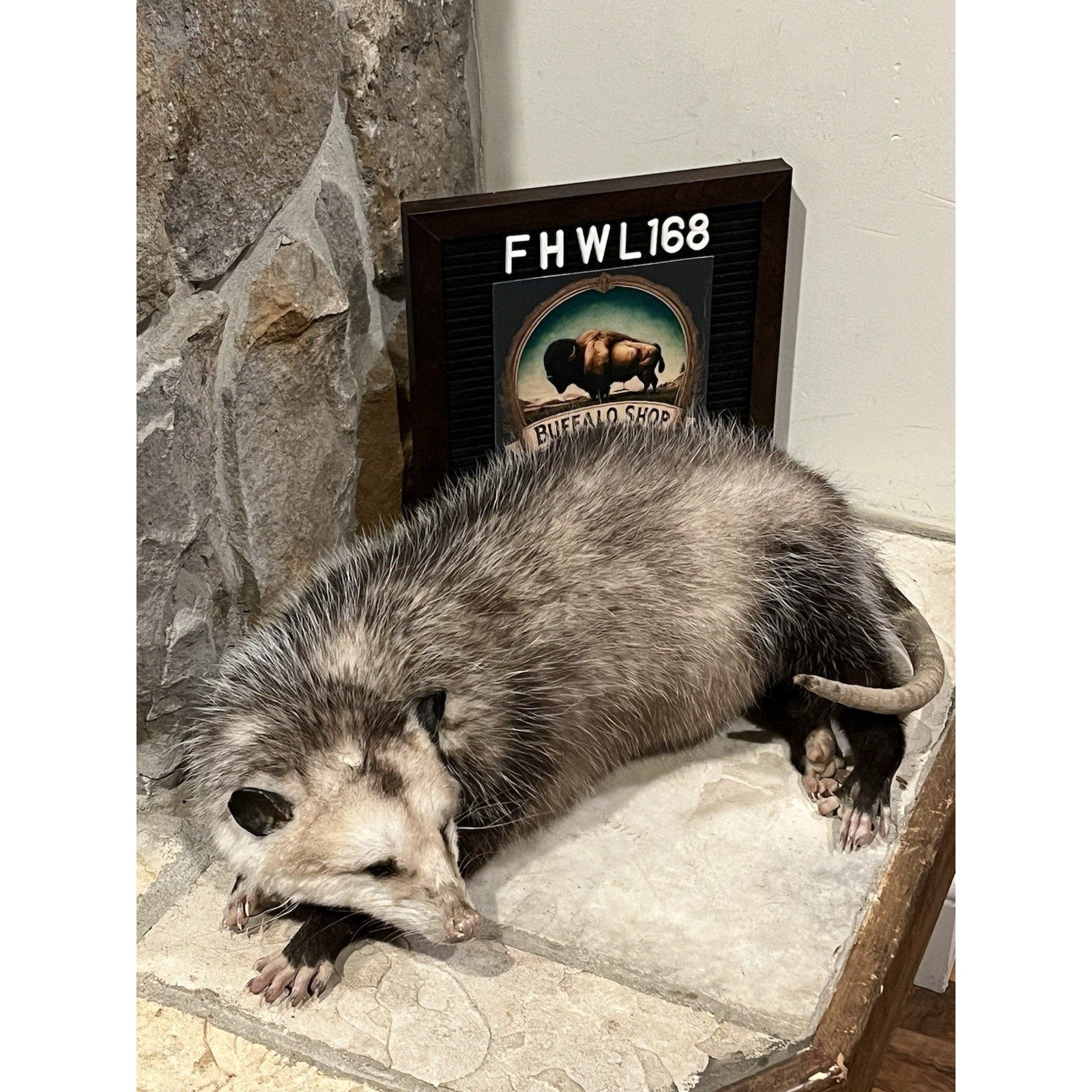 FHWL168 - Fat Opossum Taxidermy Full Body Mount