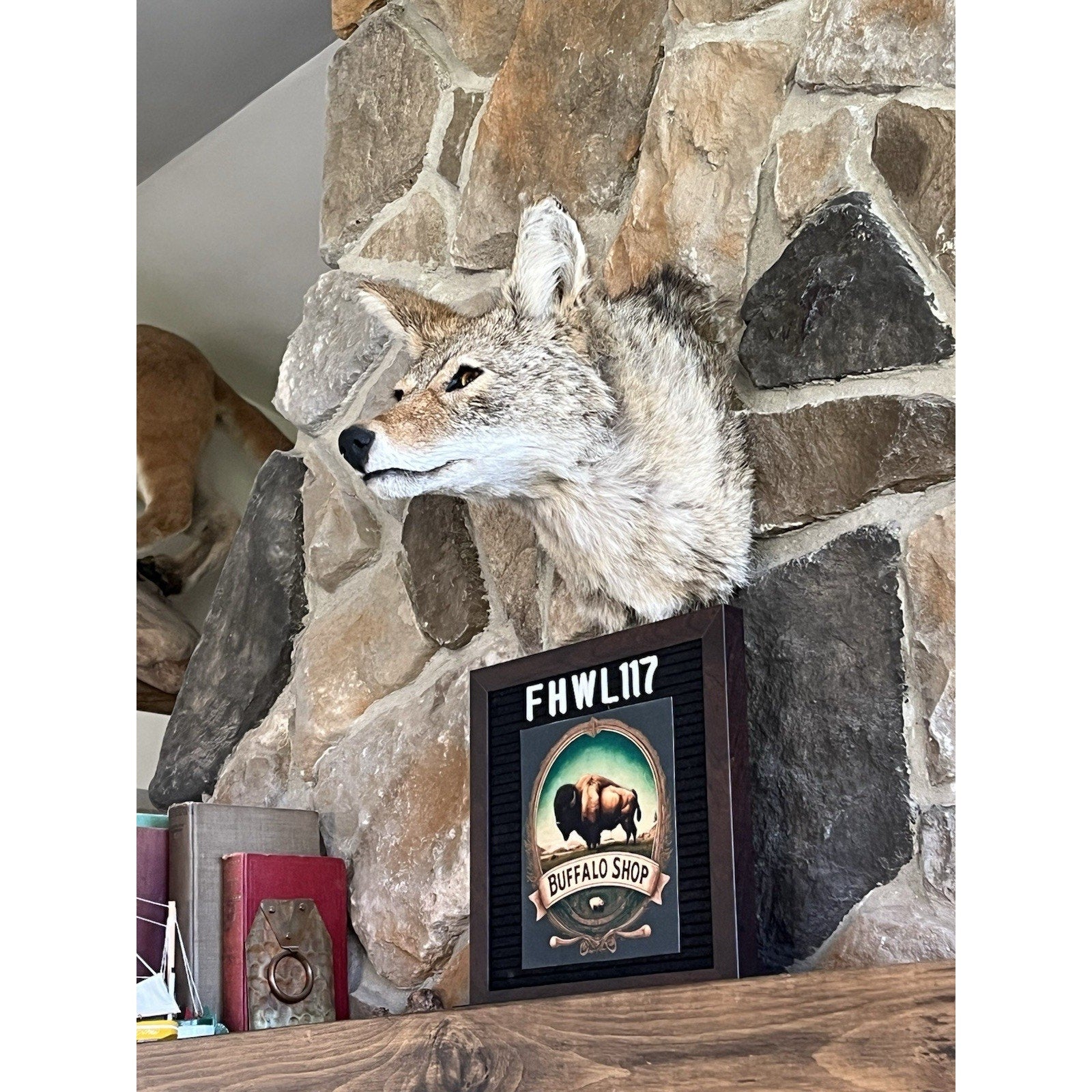 FHWL117 - Coyote Shoulder Museum Quality mount Taxidermy Sneak Pose