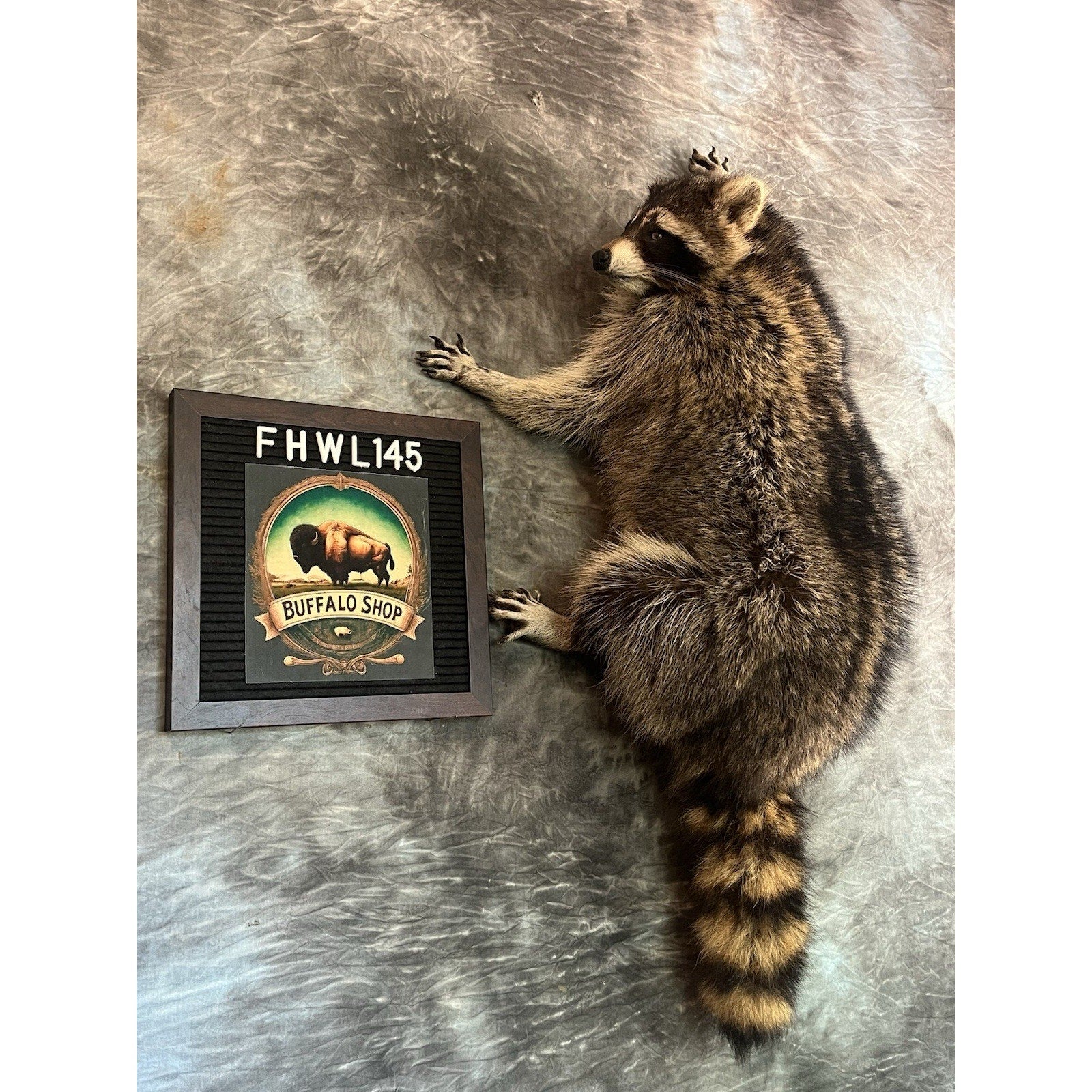 FHWL145- Fat Raccoon Taxidermy Mount