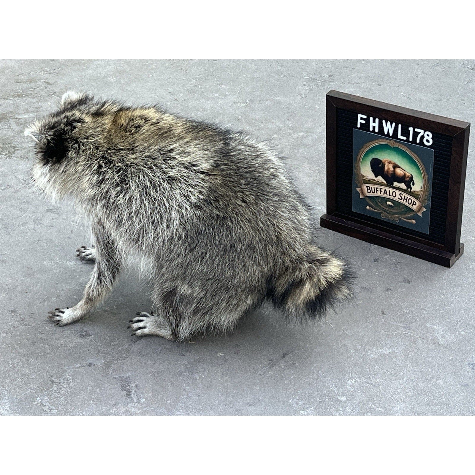 FHWL178 -Jimothy Fat Raccoon Taxidermy Mount