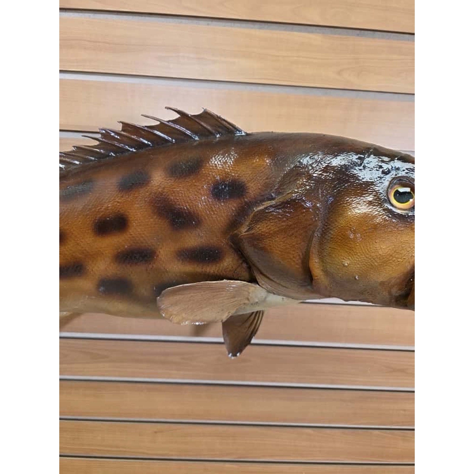 JTV222 - Grouper 34” Fish Real Skin Taxidermy Mount