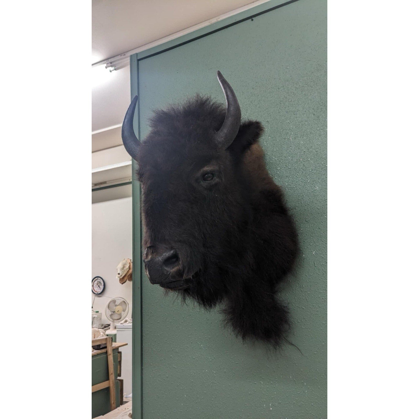 Real Buffalo / Bison Shoulder Taxidermy Mount (you Get Exact One Pictured) Pat59