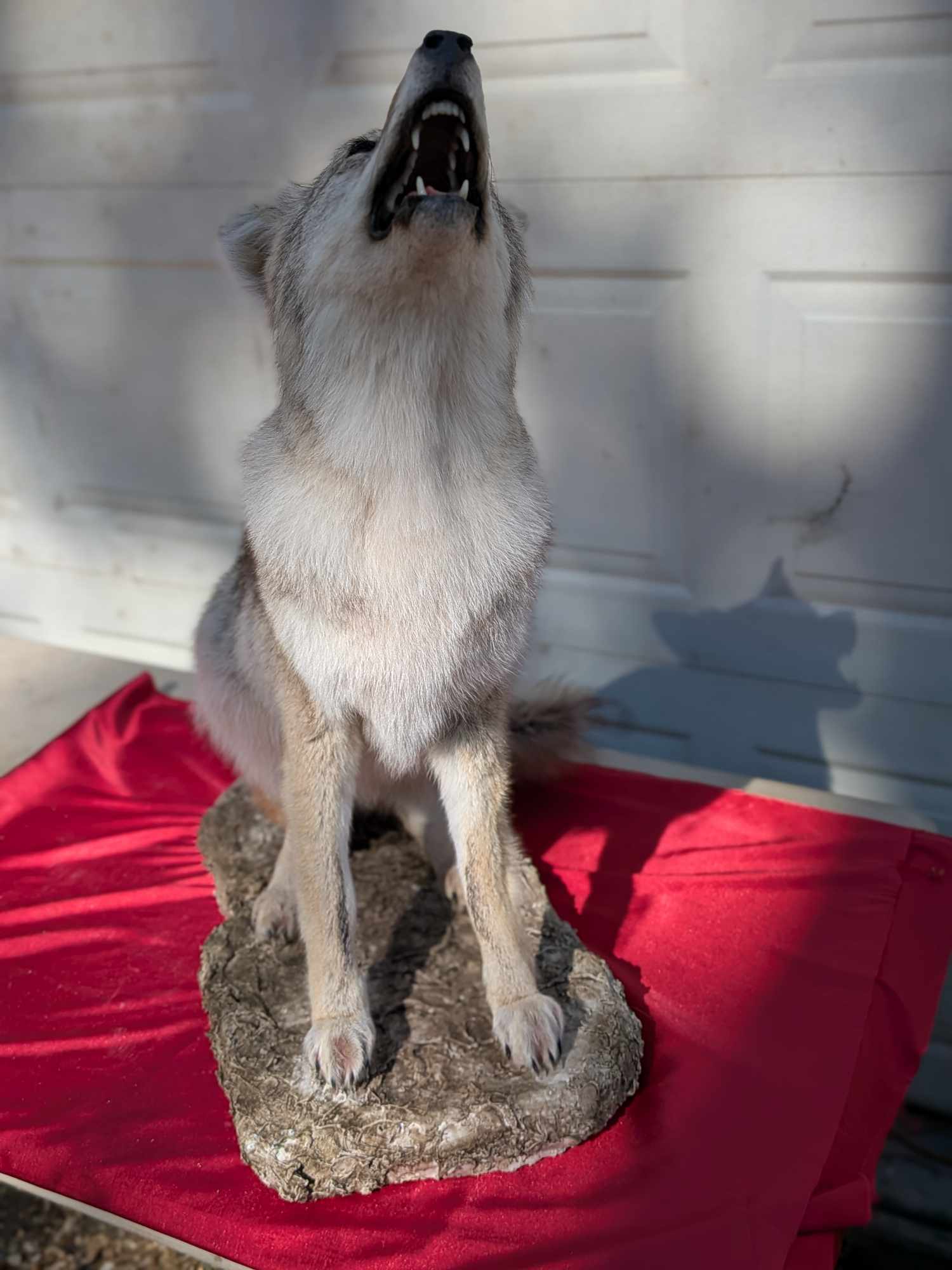 FHPATC17- howling coyote taxidermy mount