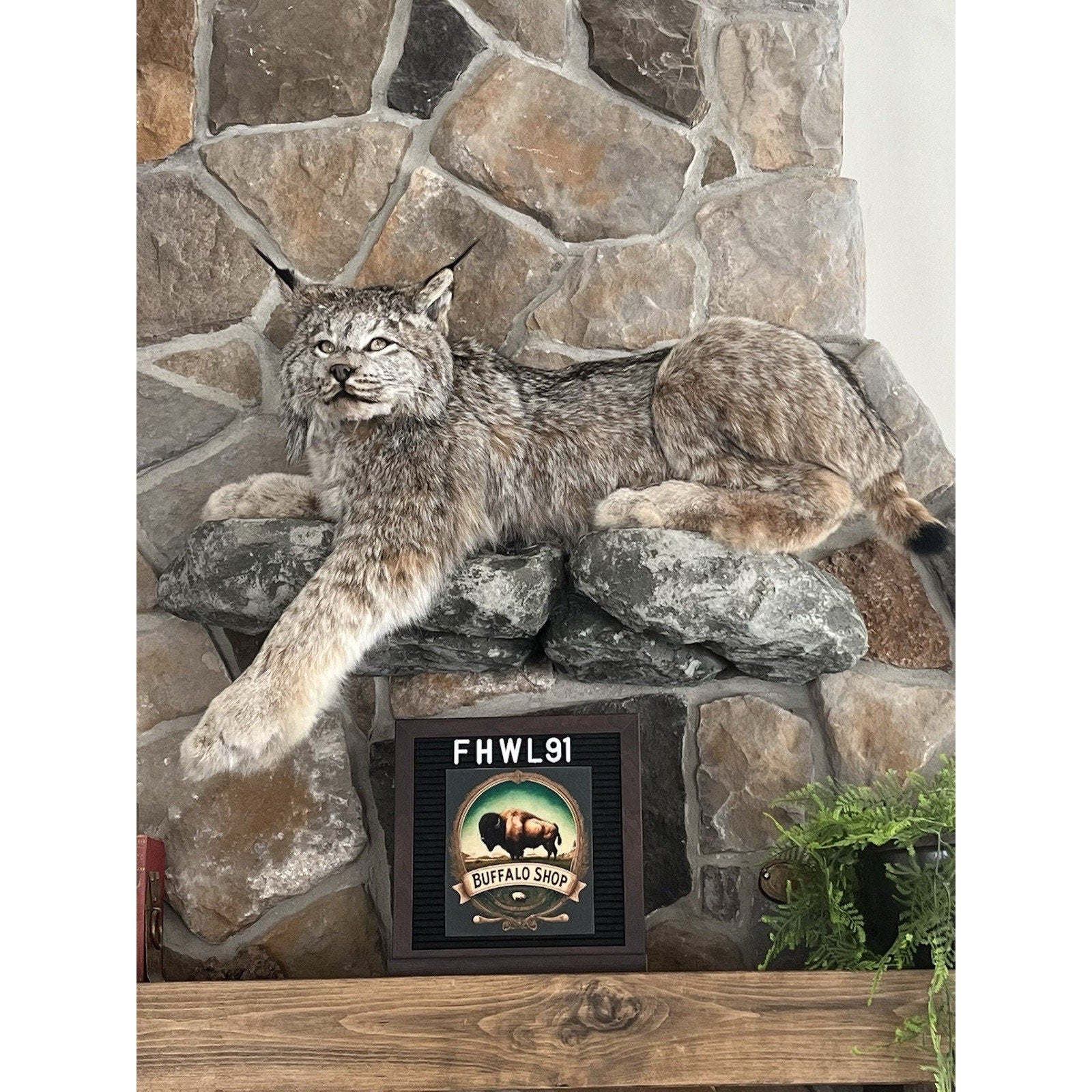 FHWL91 - Alaskan Lynx Taxidermy Full Body Mount Prime Fur